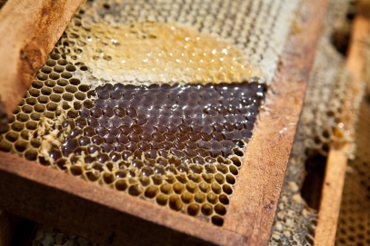 Sotto la protezione di cera si vede il miele nelle cellette.
